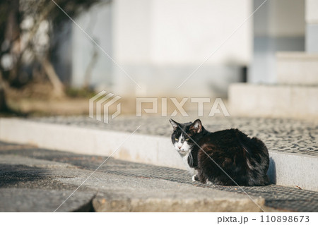 寒さに耐える外飼いの猫 110898673