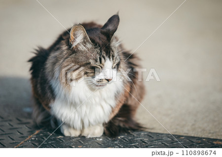 寒さに耐える外飼いの猫 寒さに耐える外飼いの猫 110898674