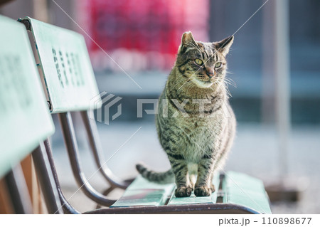 寒さに耐える外飼いの猫 110898677