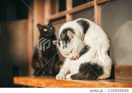 寒さに耐える外飼いの猫 110898680