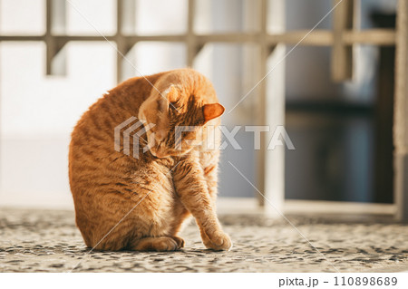 寒さに耐える外飼いの猫 110898689