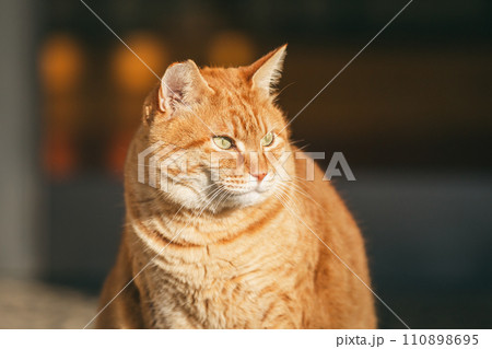 寒さに耐える外飼いの猫 110898695