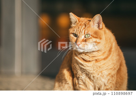 寒さに耐える外飼いの猫 110898697