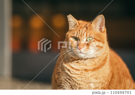 寒さに耐える外飼いの猫 110898701