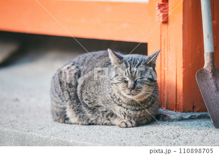 寒さに耐える外飼いの猫 110898705