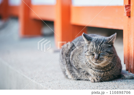 寒さに耐える外飼いの猫 110898706
