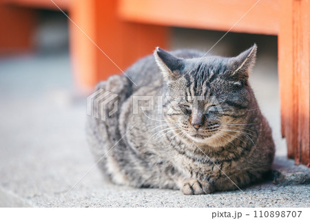 寒さに耐える外飼いの猫 110898707