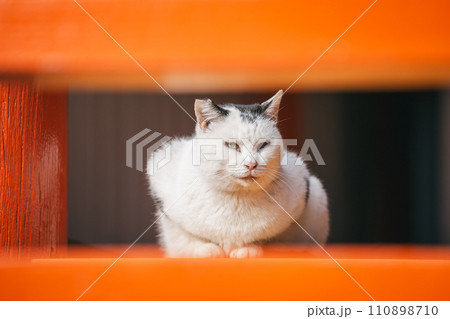 寒さに耐える外飼いの猫 110898710