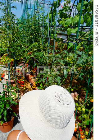 ルーフバルコニー　家庭菜園を楽しい　ミニトマト等夏野菜栽培中 110899531