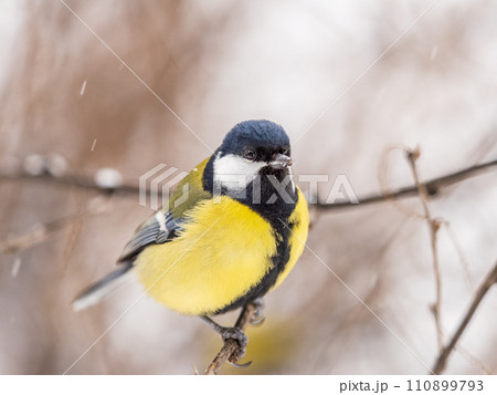 Cute bird Great tit, songbird sitting on the fir branch with snow in winter Cute bird Great tit, songbird sitting on the fir branch with snow in winter 110899793
