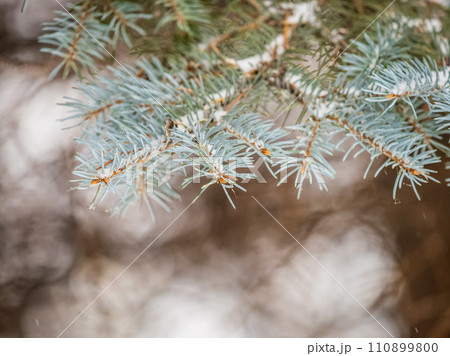 Green fir branches in winter covered with snow. Branches of fir tree as background. Frosty spruce branches. Outdoor with snowy winter nature. Forest landscape 110899800