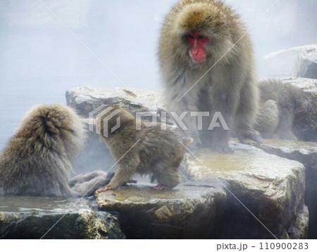 snow monkey 地獄谷野猿公苑 snow monkey 地獄谷野猿公苑 110900283