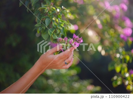 female hand delicately holds bougainvillea flowers, adding vibrant and graceful presence to natural surroundings. The flower's bright colors are beautiful contrast to park's lush greenery. 110900422