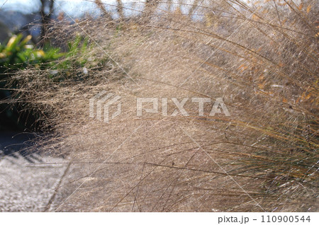 枯れたミューレンベルギア・カピラリスの花穂 110900544