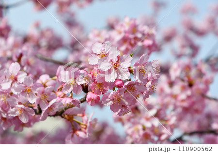 京都 淀水路の河津桜 京都 淀水路の河津桜 110900562