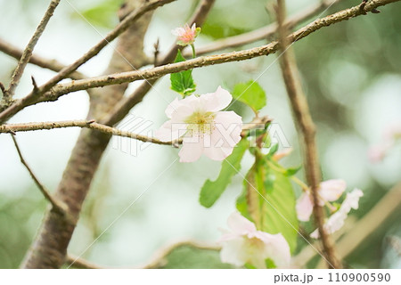 可愛いアーコレードの桜の花 可愛いアーコレードの桜の花 110900590