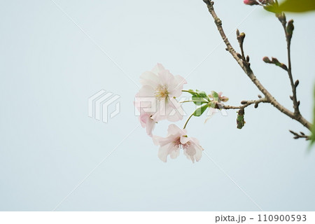 秋風に揺れるアーコレードの花 110900593