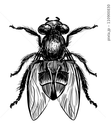 Home fly. Hand-drawn retro styled black and white illustration 110900830