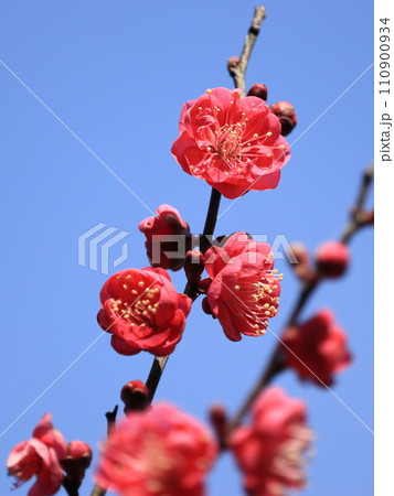 紅梅　3 110900934