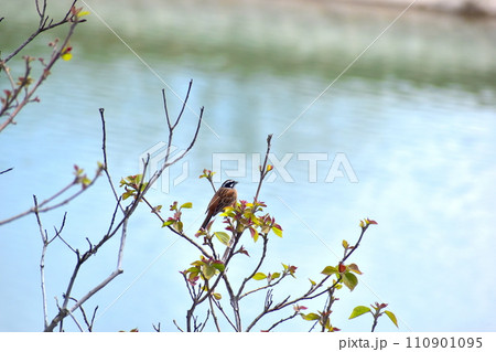 菅無田公園　山口　スズメ　すずめ　雀 110901095