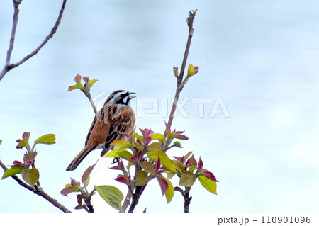 菅無田公園 山口 スズメ すずめ 雀 菅無田公園 山口 スズメ すずめ 雀 110901096