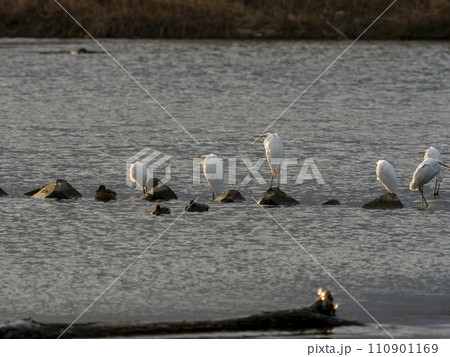河川の岩場に立つ白鷺 110901169