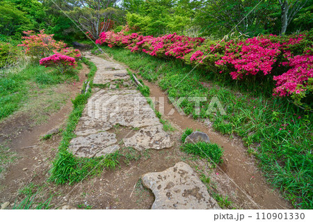 春の茨城県の筑波山 つつじヶ丘登山道の東屋付近のつつじ 110901330