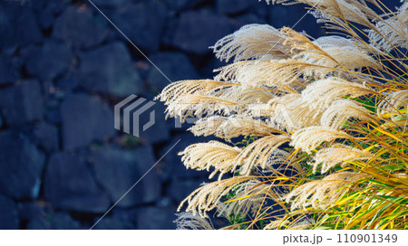 石垣前のススキ 110901349