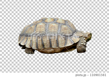 African spurred tortoise or Geochelone sulcata isolated 110901381