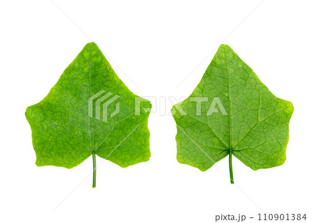 Coccinia grandis leaf isolated 110901384