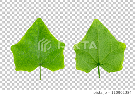 Coccinia grandis leaf isolated Coccinia grandis leaf isolated 110901384