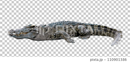 crocodile isolated crocodile isolated 110901386