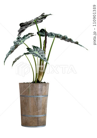 green palm leaves pattern of Alocasia sanderiana Bull with pot for nature concept ,tropical leaf isolated green palm leaves pattern of Alocasia sanderiana Bull with pot for nature concept ,tropical leaf isolated 110901389