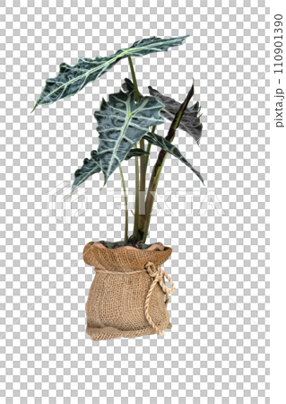green palm leaves pattern of Alocasia sanderiana Bull with pot for nature concept ,tropical leaf isolated 110901390