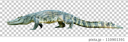 crocodile isolated crocodile isolated 110901391