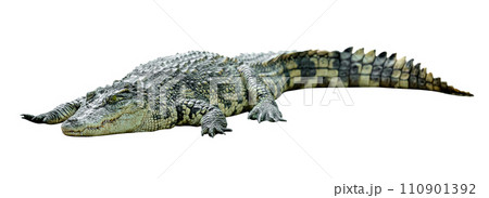 crocodile isolated crocodile isolated 110901392