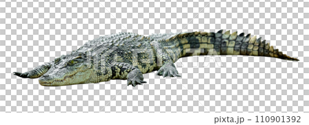 crocodile isolated crocodile isolated 110901392