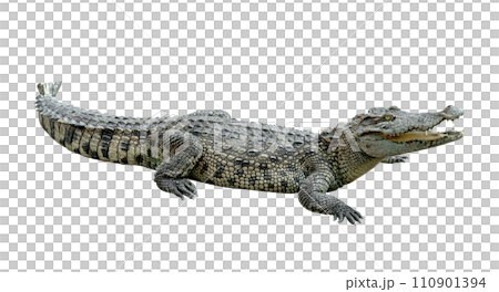 crocodile isolated 110901394