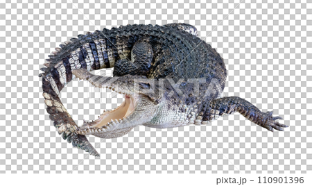 crocodile isolated crocodile isolated 110901396