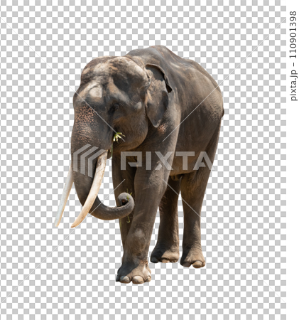 asia elephant isolated asia elephant isolated 110901398