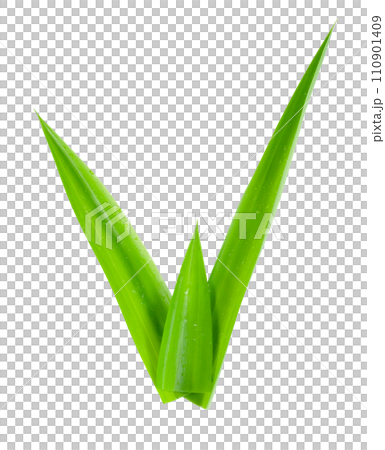 leaf Pandan isolated 110901409