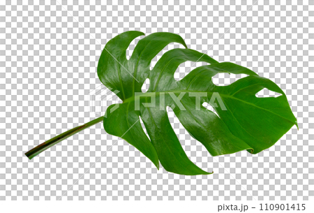 Green leaves pattern ,leaf monstera isolated 110901415
