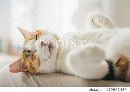 暖かい部屋で気持ち良さそうに眠る飼い猫 110901429