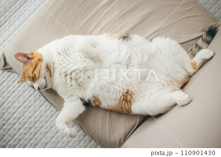 暖かい部屋で気持ち良さそうに眠る飼い猫 110901430