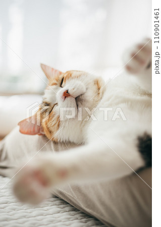 暖かい部屋で気持ち良さそうに眠る飼い猫 暖かい部屋で気持ち良さそうに眠る飼い猫 110901461