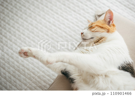 暖かい部屋で気持ち良さそうに眠る飼い猫 110901466