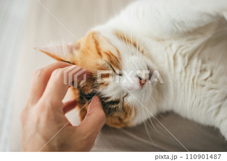 暖かい部屋で気持ち良さそうに眠る飼い猫 110901487