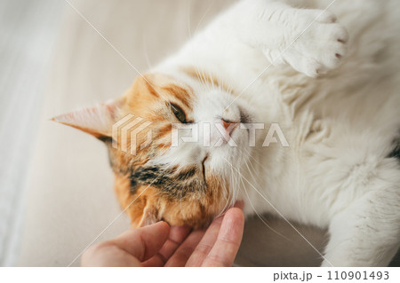 暖かい部屋で気持ち良さそうに眠る飼い猫 暖かい部屋で気持ち良さそうに眠る飼い猫 110901493