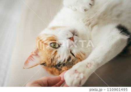 暖かい部屋で気持ち良さそうに眠る飼い猫 暖かい部屋で気持ち良さそうに眠る飼い猫 110901495