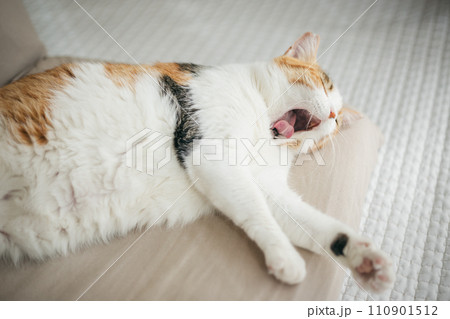 暖かい部屋で気持ち良さそうに眠る飼い猫 暖かい部屋で気持ち良さそうに眠る飼い猫 110901512